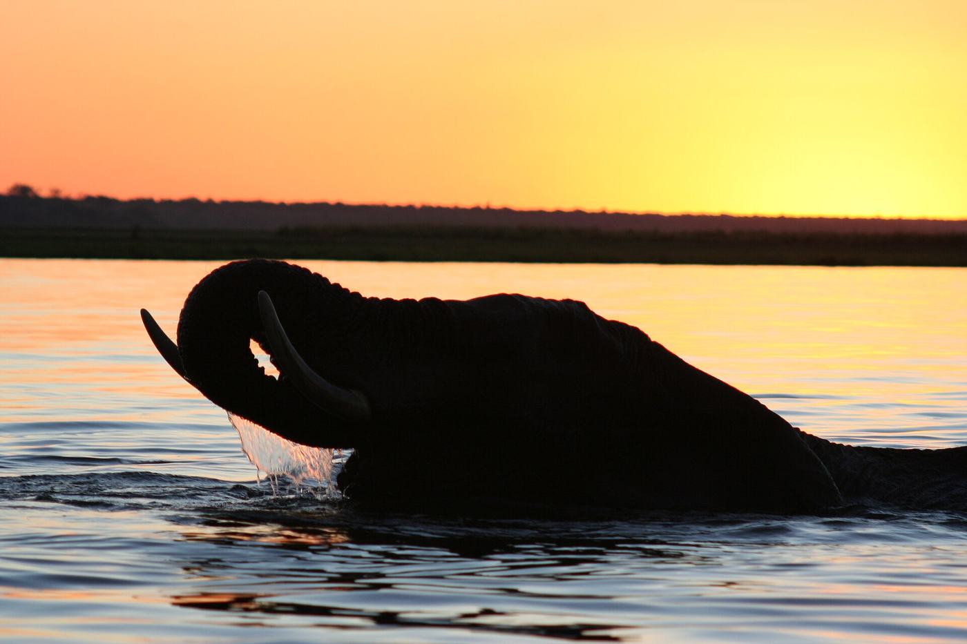 Elefant vor untergehender Sonne am Chobe-Fluss