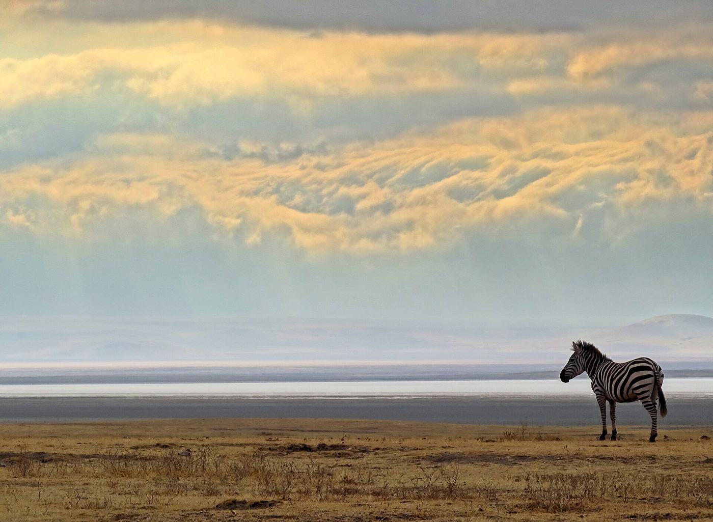 Zebra auf dem Kraterboden, im Hintergrund die wolkenverhangenen Kraterwände