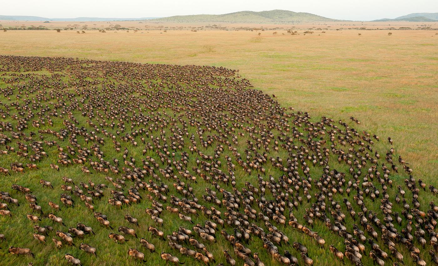 Endlose Herden von Gnus und Zebras auf den Ebenen der Serengeti