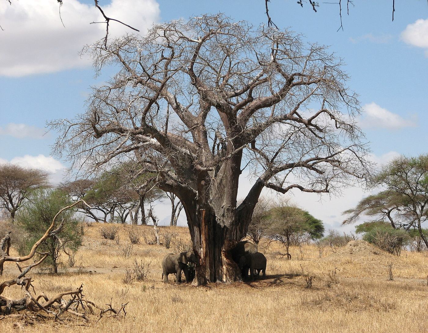 Elefanten fressen an einem gewaltigen Baobab im Tarangire Nationalpark